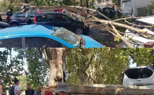 Roma Cade Albero Su Lungotevere Due Donne In Codice Giallo