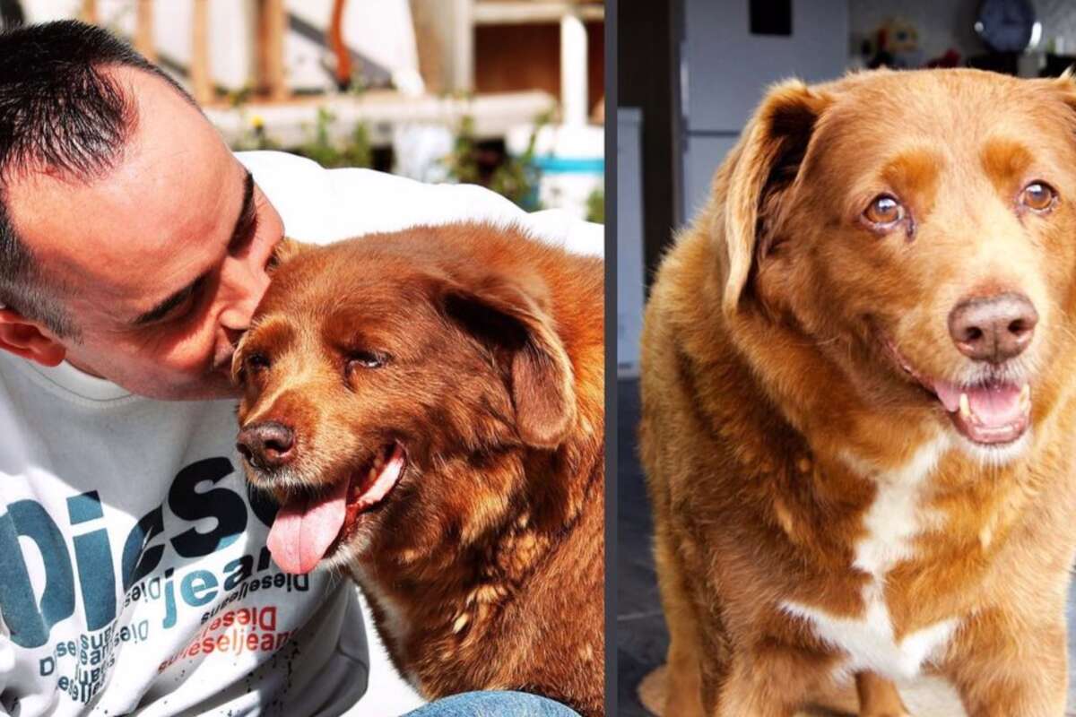 Portogallo addio a Bobi era il cane più vecchio del mondo