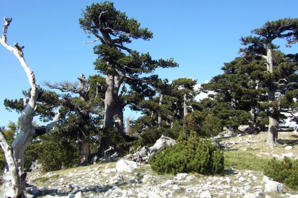 L’albero più vecchio d’Europa si trova in Italia