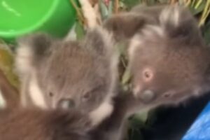 Australia, baby koala orfani salvati dalle fiamme