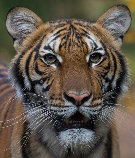 Tigre positiva al coronavirus: infettata da impiegato zoo