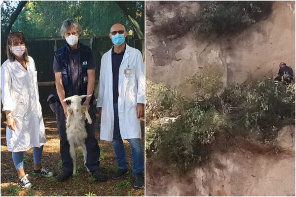 Vigili del fuoco e veterinari Asl Napoli 1 salvano piccola capra precipitata in un burrone