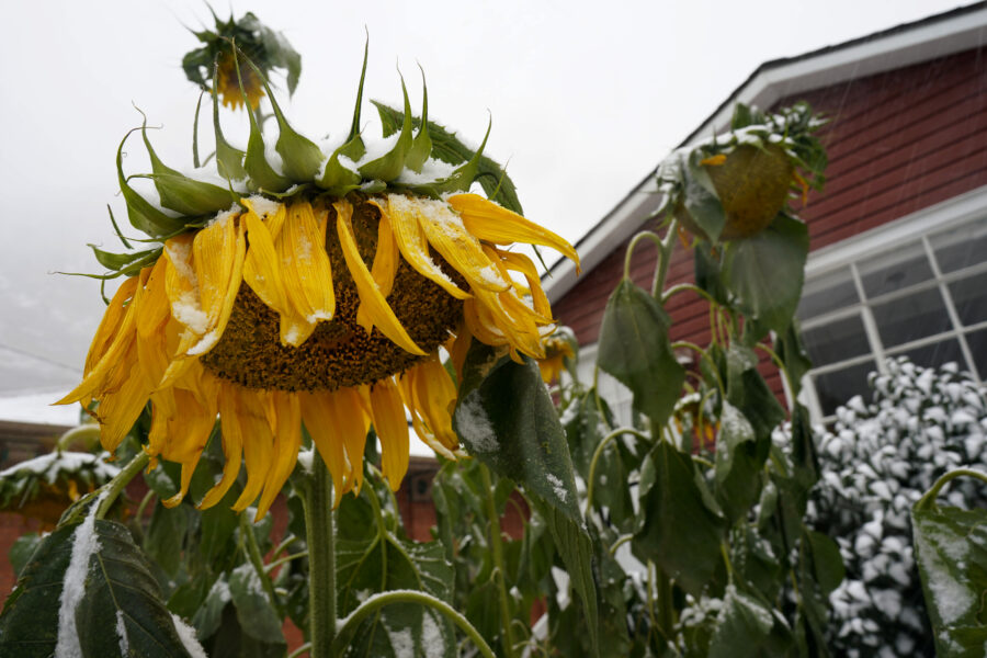 Sunflowers hang down as a storm packing high winds and snow sweeps through the intermountain West Tuesday, Sept. 8, 2020, in Georgetown, Colo. Forecasters predict that the storm will continue through Wednesday before moving out on to the plains. (AP Photo/David Zalubowski)