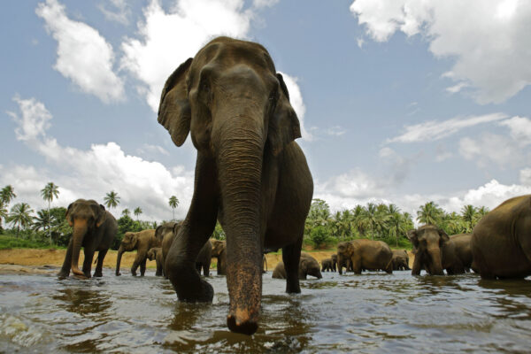 ©AP/Lapresse
28/07/2009  Pinnawala, Sri Lanka
Estero
Orfanotrofio di elefanti
nella foto: elefanti


A two-and a half month old baby elephant stands close to its mother as they bathe at a river near an elephant orphanage in Pinnawala, Sri Lanka, Tuesday, July 28, 2009. The elephant orphanage aims to take care of orphaned or abandoned elephants in the jungles of Sri Lanka. The mahouts, or elephant keepers,  feed the elephants and take them twice a day to a nearby river for bathing and drinking water. (AP Photo/Gurinder Osan)