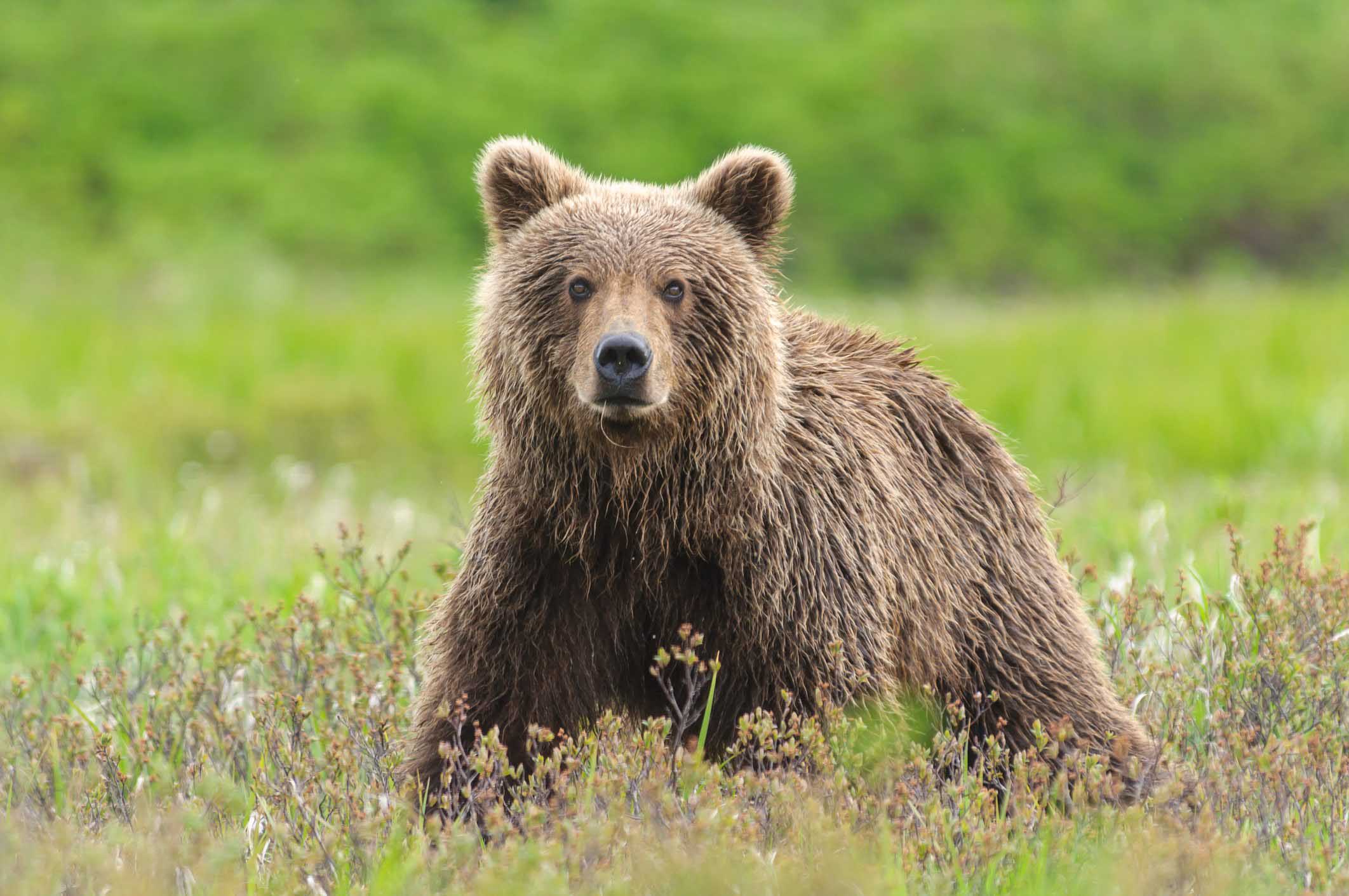  L'orso tranquillizzante Pisolone