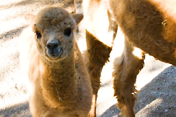 Un tenero alpaca è nato allo Zoo di Napoli: si allarga la famiglia anche con le affascinanti rane velenose