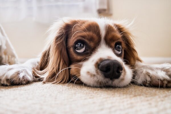 Come curare i propri animali ai tempi del Covid: vademecum con le nuove regole