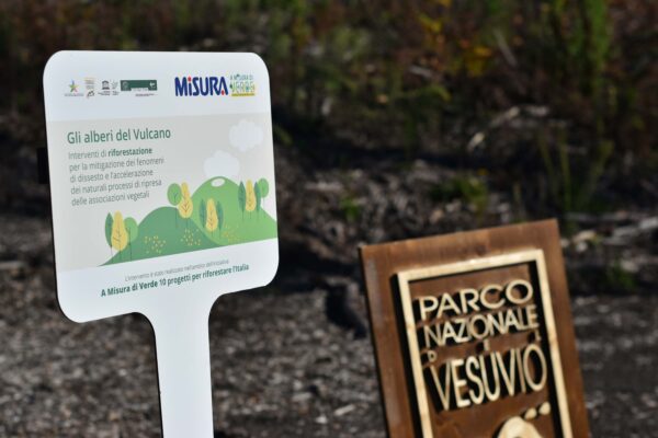Il parco del Vesuvio rinasce: 1.300 nuovi alberi per la riforestazione del vulcano