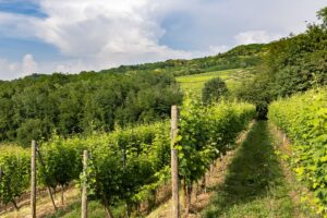Attems dei Marchesi Frescobaldi: il prestigio dei vini del Collio