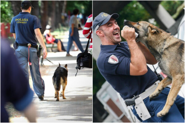 Ecco le squadre di cani addestrati per rintracciare il Covid: “Sono animali infallibili”