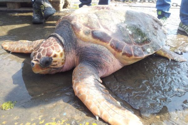 A Punta Campanella nasce il Centro soccorso per le tartarughe marine: “Educazione ambientale e turismo green”