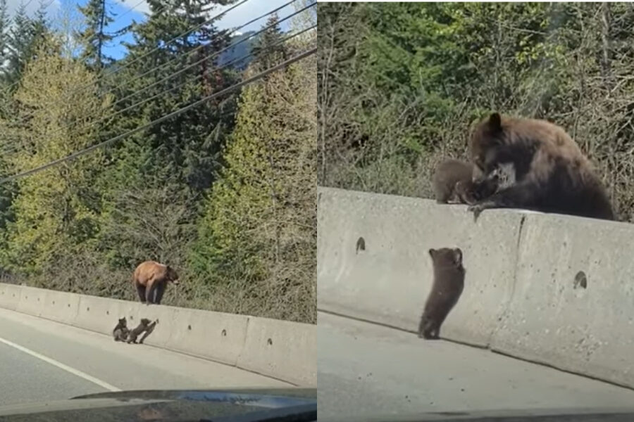 orso grizzly che combatte un leone