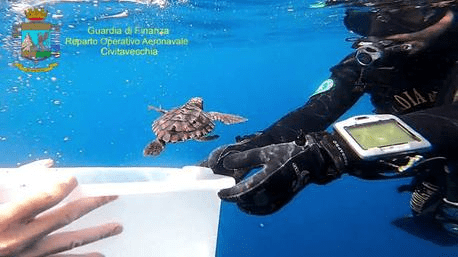 Dodici tartarughe marine della specie “Caretta Caretta” sono state rimesse in mare aperto, al largo delle Isole di Ventotene e Santo Stefano (Latina), 28 giugno 2021