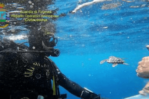 Salvate dodici tartarughe e rimesse in mare aperto a largo di Ventotene