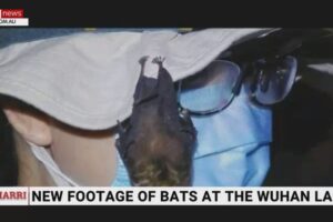 Pipistrelli vivi nel laboratorio di Wuhan, il video che imbarazza Cina e Oms sull’ipotesi del virus sfuggito dall’Istituto