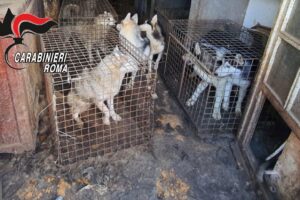 Allevamento lager di cani, 110 esemplari di razza tratti in salvo