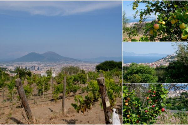 Gli orti urbani a Napoli: allo Scudillo un angolo di paradiso nel cuore della città