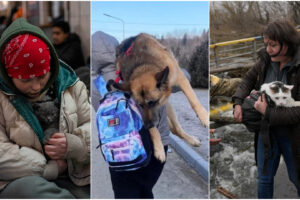 In fuga dall’Ucraina con cani e gatti: chilometri a pedi per salvarli, in Italia la solidarietà dell’adozione