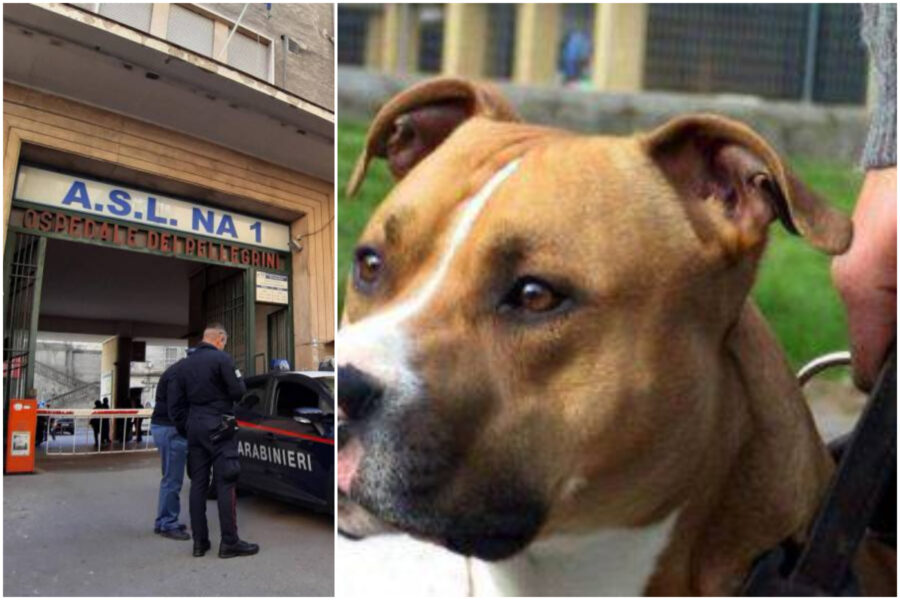 Incredibile al parco: pitbull aggredisce un cane e il suo padrone,  interviene l'ambulanza - Giornale La Voce