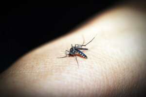 Dengue, picco di morti in Argentina: l’Oms segnala rischio per metà della popolazione mondiale