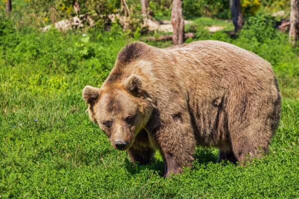 Trentino, orsa insegue due cacciatori. Uno dei due si ferisce scappando. Ma gli animalisti insorgono: “Non voleva uccidere”