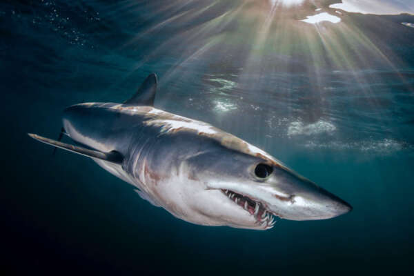 Livorno, avvistato squalo Mako di tre metri a 5km dalla costa. Preoccupazione tra i bagnanti | Esemplare pericoloso