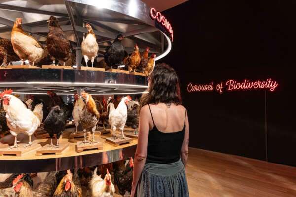 Cento galline su una giostra. L’omaggio alla bellezza nell’opera “Carousel of Biodiversity”