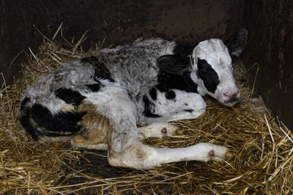 Lodi, i Nas scoprono allevamento dell’orrore: decine di carcasse di mucche in un campo e bovini malati lasciati morire abbandonati