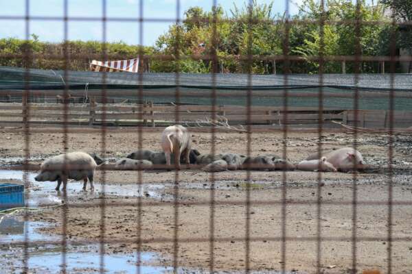 Foto LaPresse 12-08-2022 Roma, Italia – cronaca – Peste suina africana, la resistenza pacifica della sfattoria degli ultimi per salvare gli animali. Si prende cura di più di cento animali tra maiali e cinghiali salvati da condizioni di disagio e maltrattamenti a Roma. In attesa della decisione del tar sull’abbattimento degli animali

12-08-2022 Rome, Italy – news – African swine fever, La sfattoria degli ultimi. Sanctuary that takes care of more than a hundred animals including pigs and wild boars saved from conditions of discomfort and mistreatment in Rome. Pending the decision of the TAR on the killing of the animals hosted