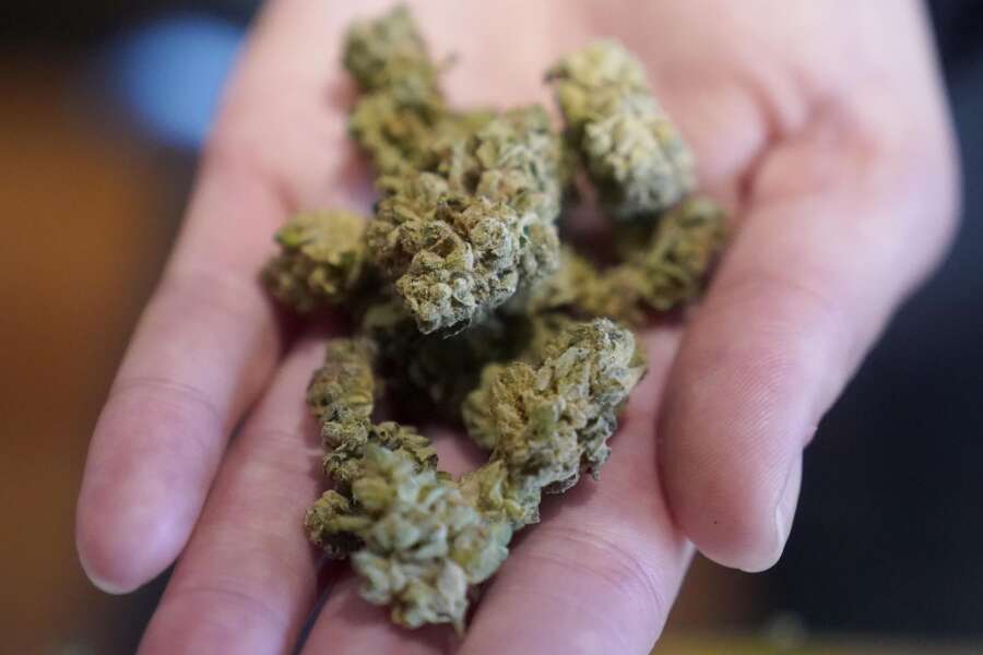 Bisogna legalizzare la Cannabis?