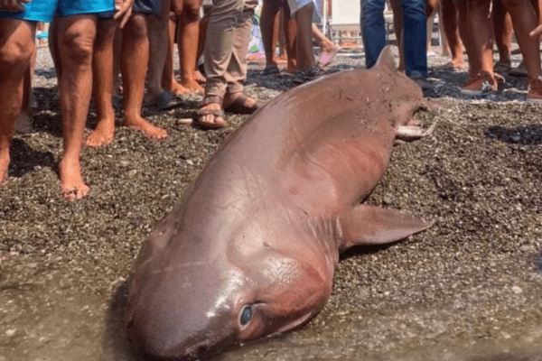 Sapri, stupore fra i turisti per un raro esemplare di squalo spiaggiato sul litorale. L’animale purtroppo è deceduto