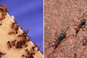 La formica guerriera sbarca in Sicilia: la specie più pericolosa per agricoltura e sistemi elettrici