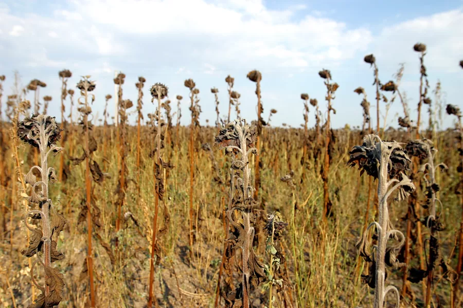 In Sicilia manca l’acqua e l’agricoltura si arrende ai pannelli fotovoltaici: la profezia sulla schiavitù della sopravvivenza