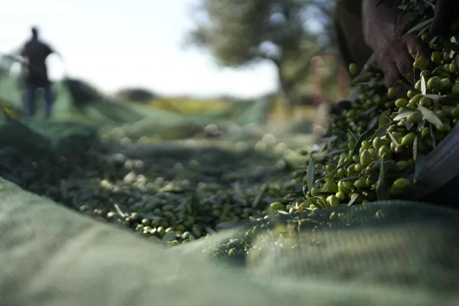 La Sicilia e i 12 apostoli dell’olio, dalla sfida a Messina Denaro a quella alla siccità