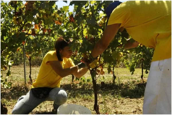 L’olio “Inclusivo” al G7 dell’Umbria di ottobre: Vivagri per l’inclusione delle persone con disabilità